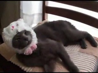 Micio indossa cappello da coniglio con stile