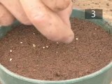 How To Propagate Vegetables From Seeds In Pots