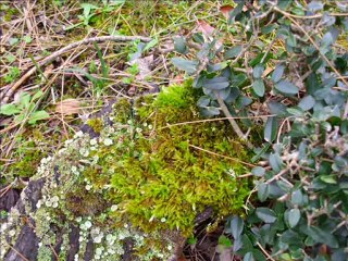 slayt-selçuk - kartalkaya yürüyüşü