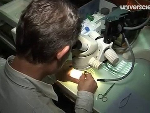 Écrevisses : la guerre des nerfs