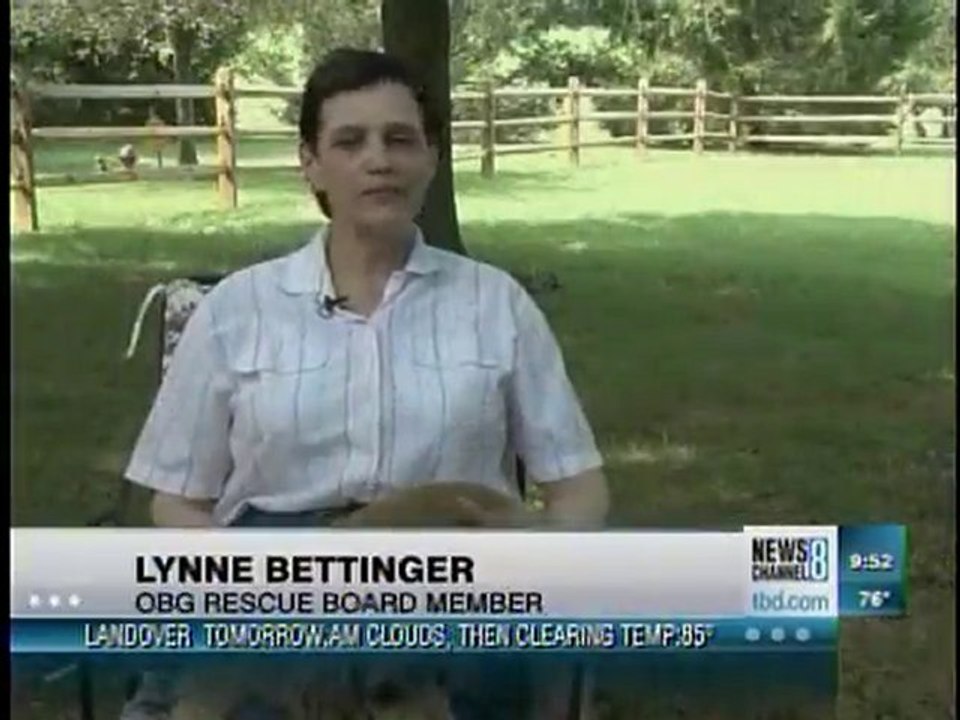 OBG Cocker Spaniel Rescue