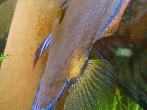 Repro Discus sauvages 5