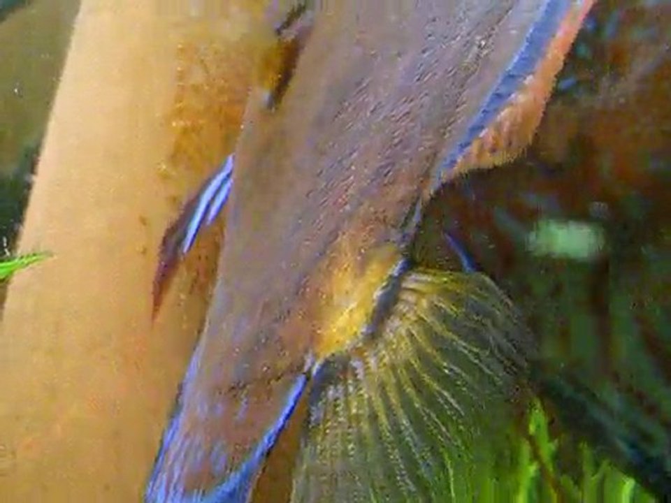 Repro Discus sauvages 5