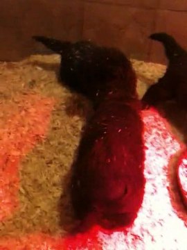 chiots bonny terre neuve marron de VALOYAN