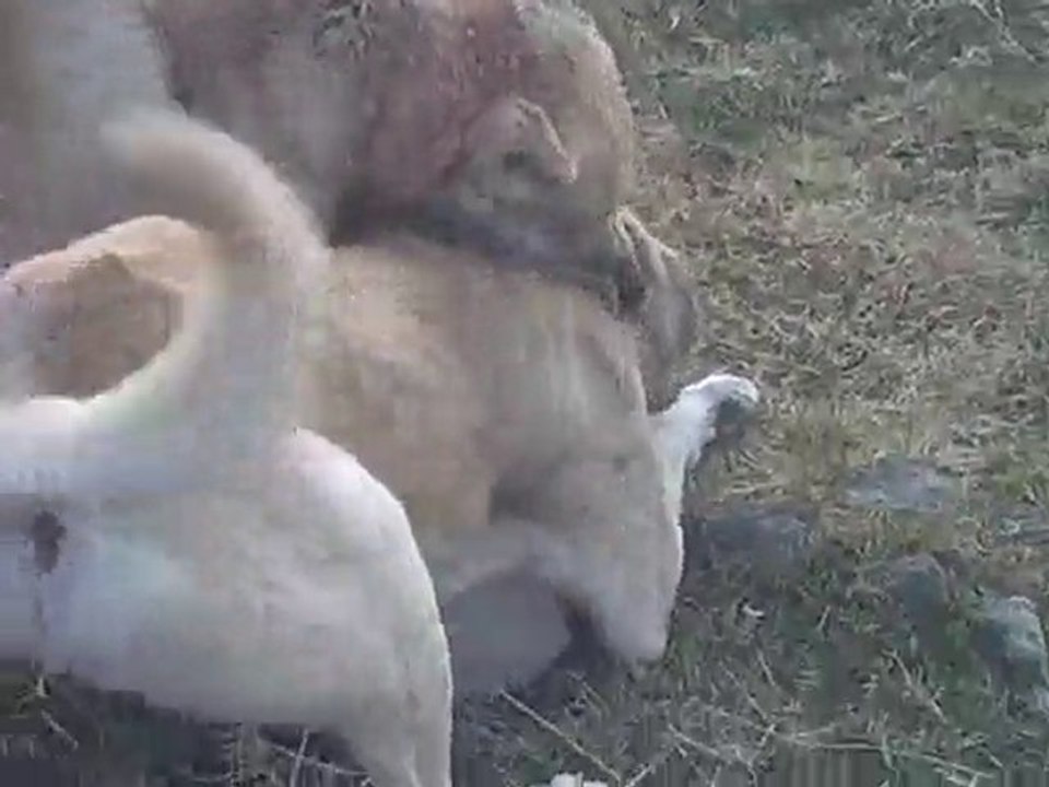 Video0024
