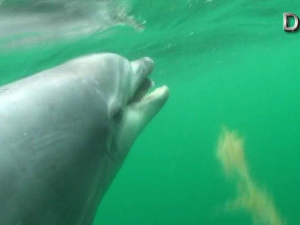 Un dauphin joue avec un mulet