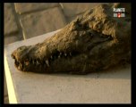 Le mystère des momies d'animaux (Ép. 2 sur 2) 2