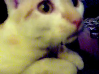 les ronronnements de fripon