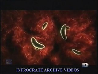 Parasites, Cohabiter avec l'Ennemi - 2 de 3