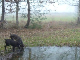braque allemand en promenade un jour de brouillard