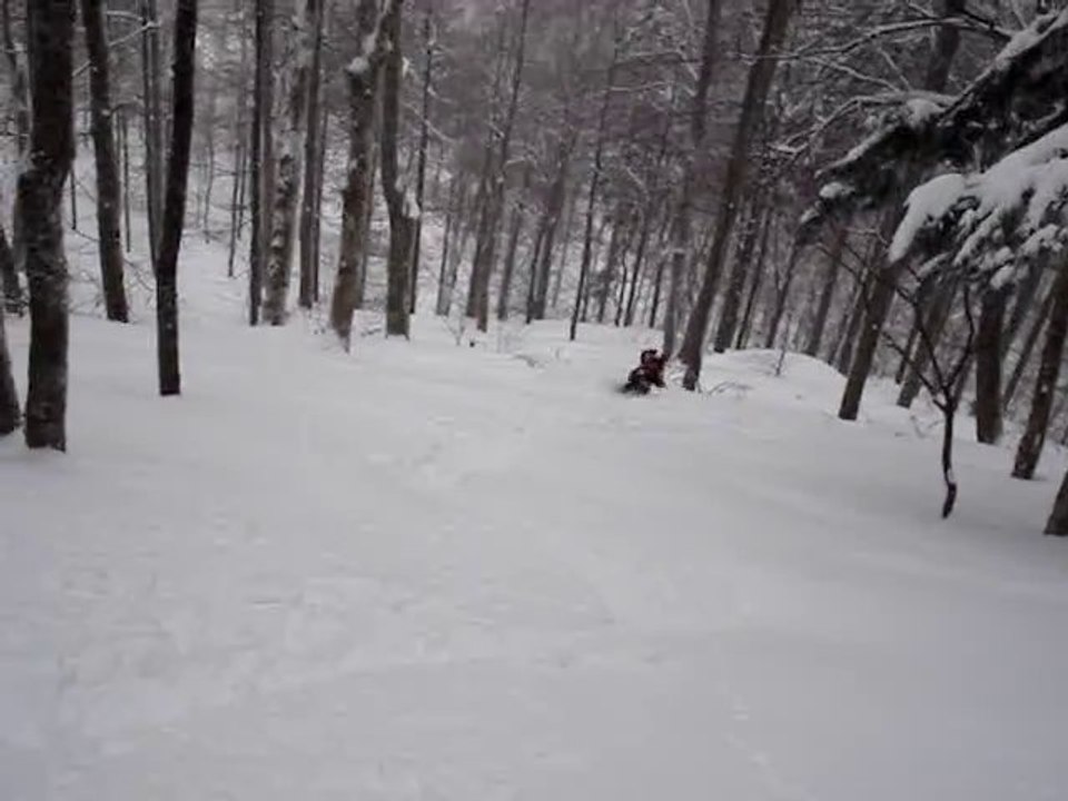 les hétres et la poudre