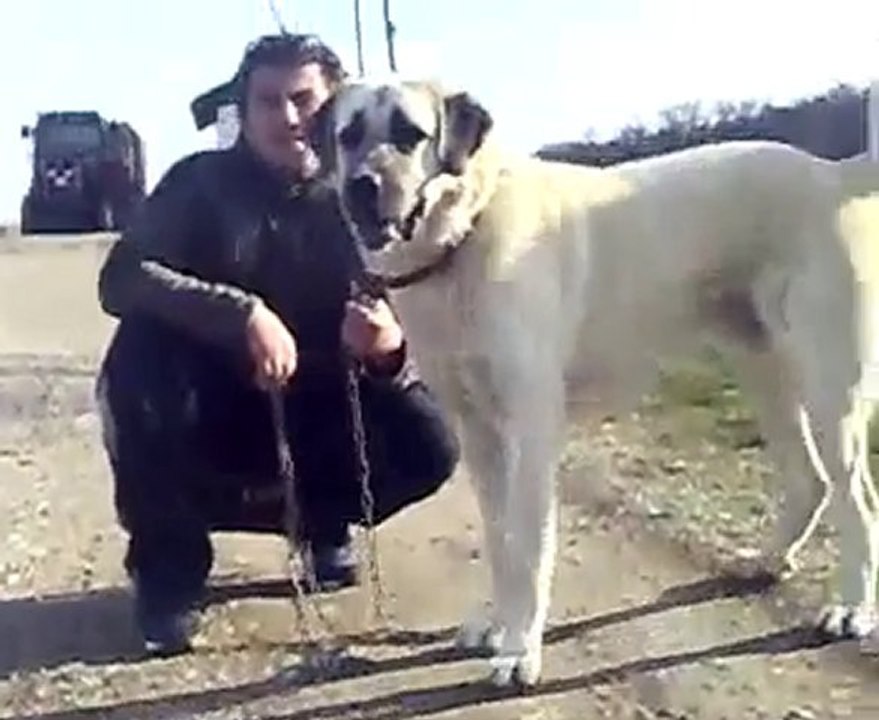 Dayı | Samsun Kangal ve Çoban Köpekleri