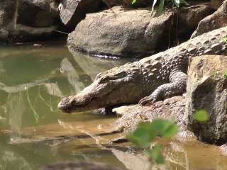 Voyage au Mali entre manguiers et caïmans