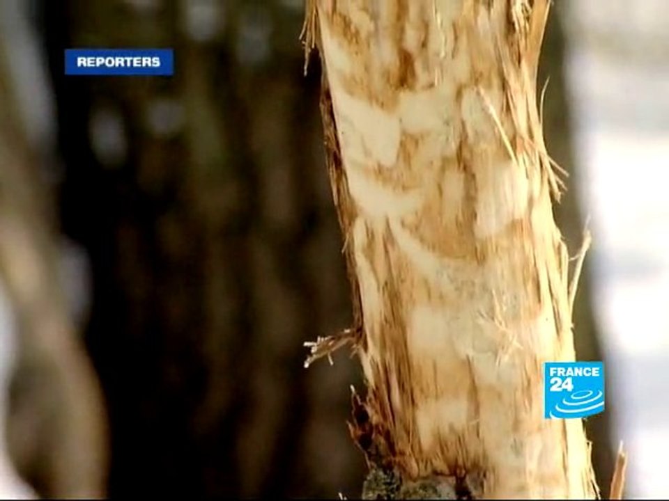 Les chevaux sauvages du Danube