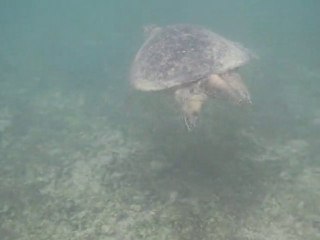 Rencontre avec une tortue marine à Mayotte 🐢