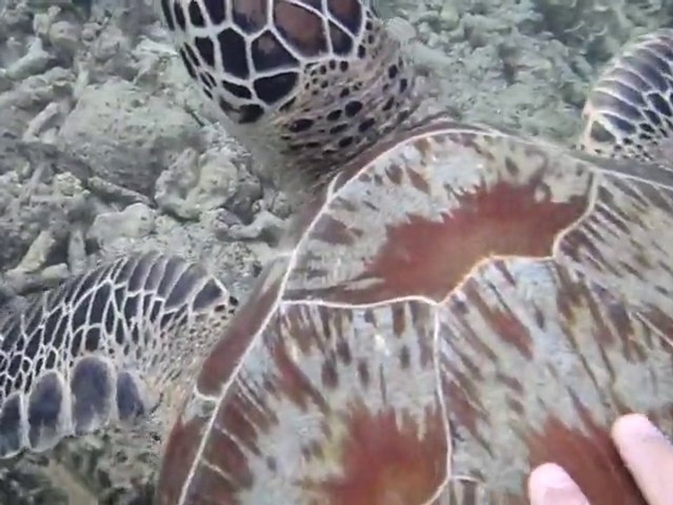 Tortue à mayotte