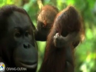 L'Orang-Outang - Naturellement - Disneynature
