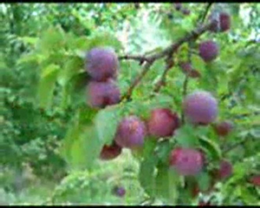 NİĞDE REİMLERİ-1--İRFAN VURAL