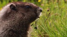 Wildlife