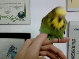 jeune vert violet 4 semaines