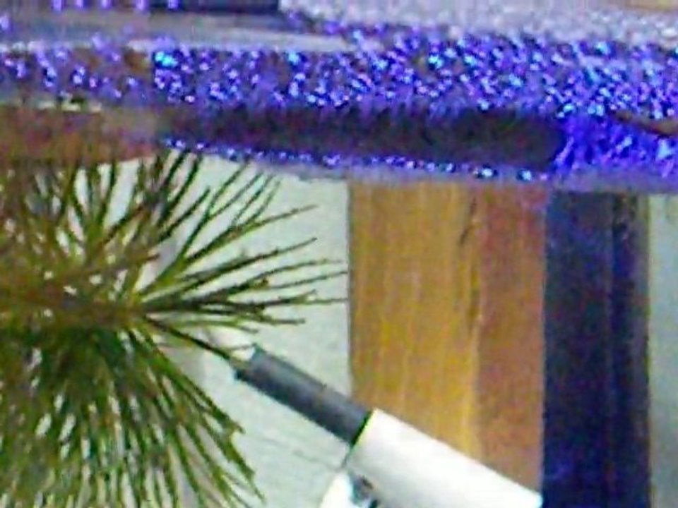 Repro du 02 janvier 2011 alevins d'un jour