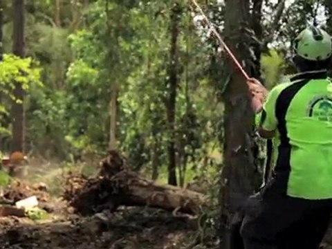 Tree Felling Tingalpa All Suburbs Tree Lopping QLD