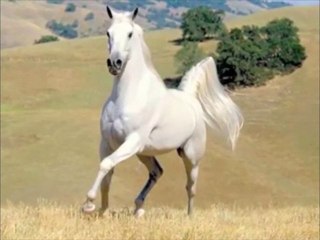 Wild Horses Cover by Hieu