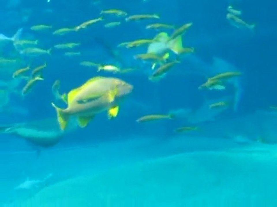 皆一緒に踊る