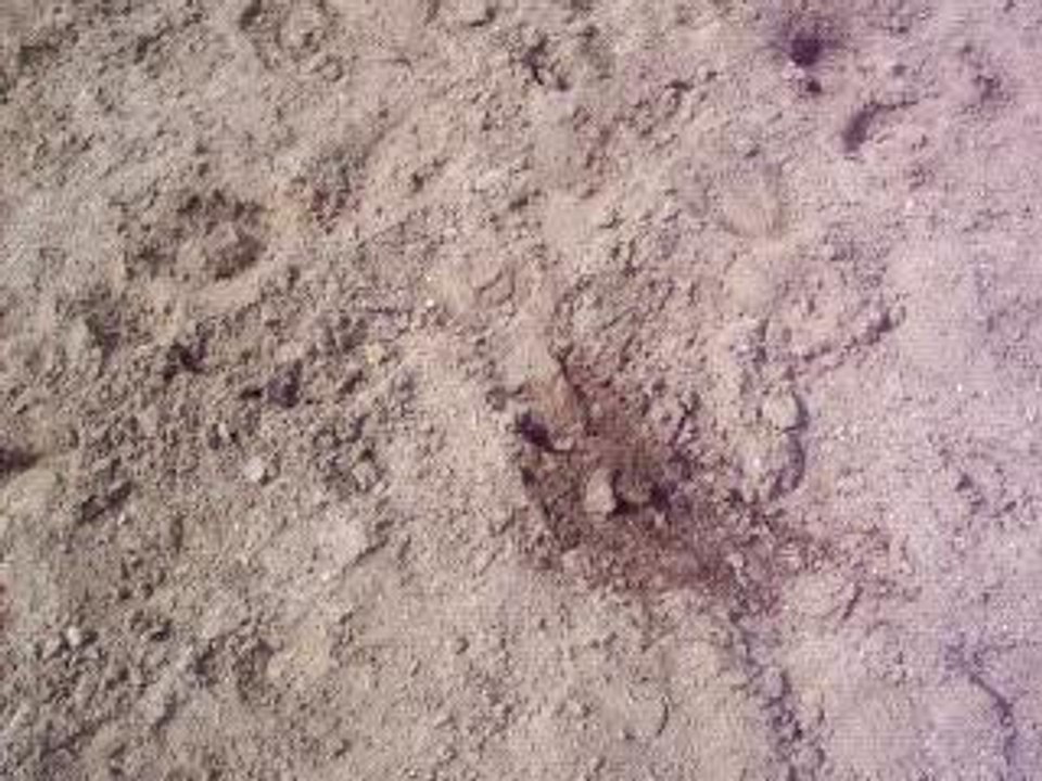 Mowgli galop