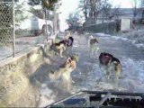 entrainement chiens de traineaux