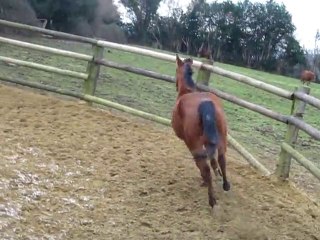 Titmiss Domain obstacle