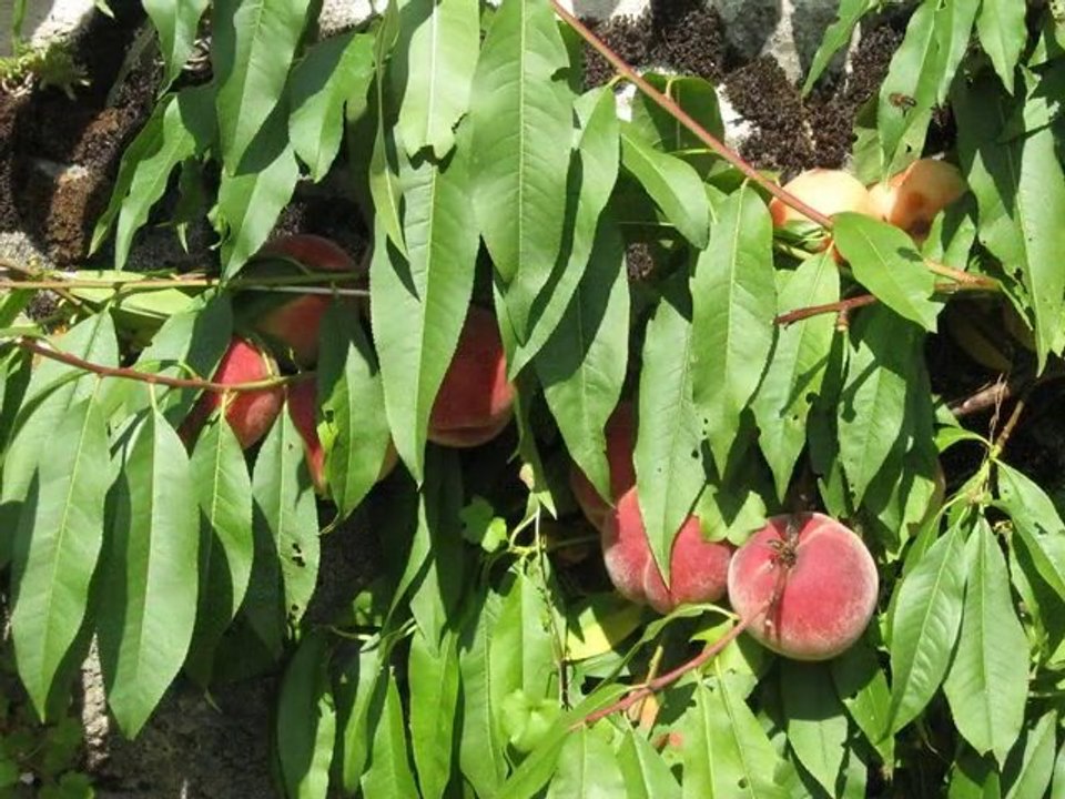 Jardins du Manoir de la Bonnerie, Essay
