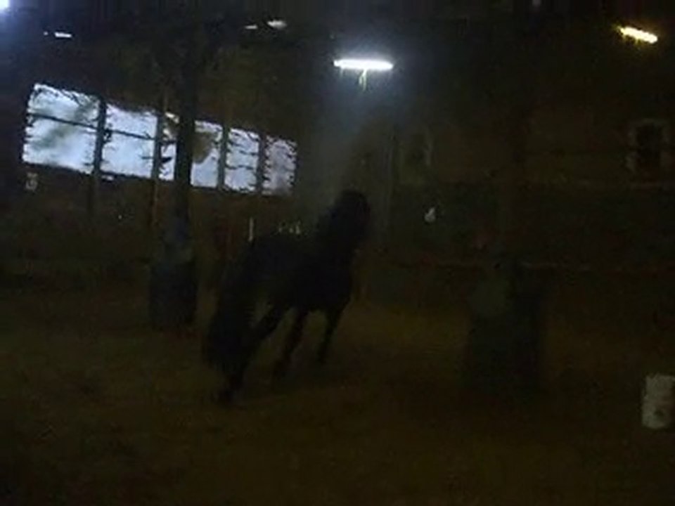 cheval au galop