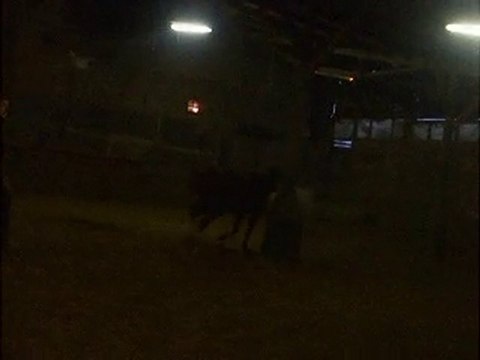 cheval au grand galop