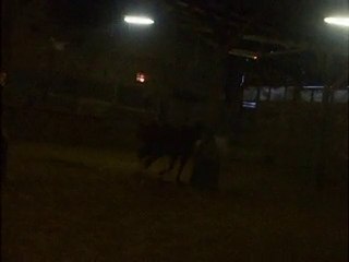 cheval au grand galop