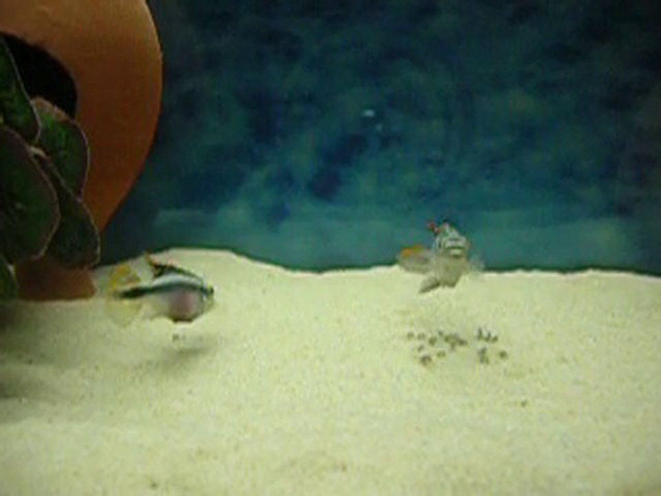 Kribensis Ve Yavrular 2