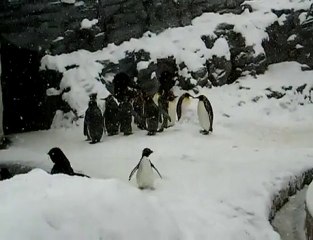 Descargar video: Happy Penguin jumping