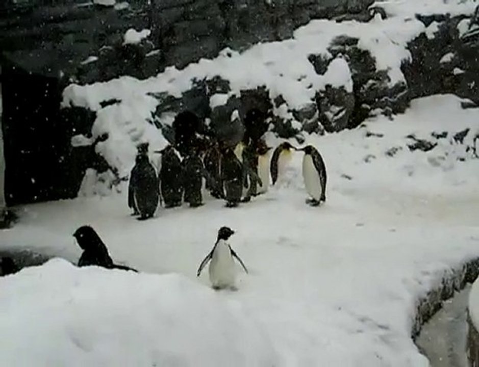 Happy Penguin jumping