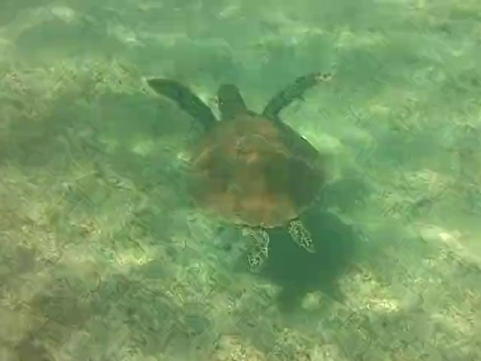 Tortue.MOV