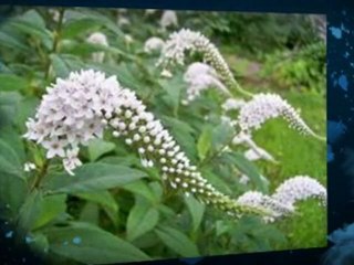 Allergy Treatment and Symptoms