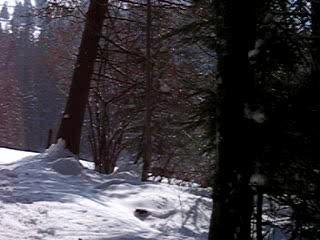 un chevreuil dans les bois