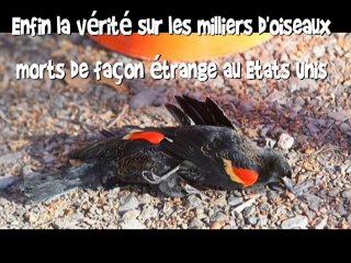 Oiseaux morts aux Etats-Unis - Enfin le responsable !