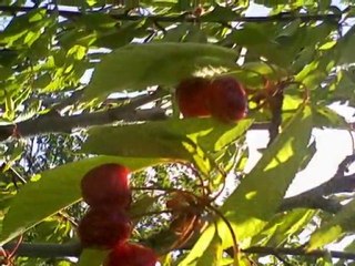 BEYAĞIL VE YÖRESİ -5--İRFAN VURAL