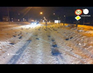 Continúa el misterio de los pájaros muertos