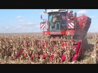 Récolte  du maïs semence