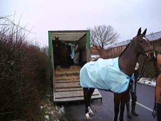 Soins aux chevaux HUNTING BOXING DAY