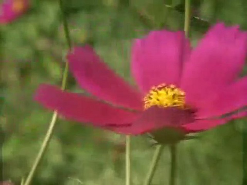 Efendime selam söyle - Abdulmetin KAYA