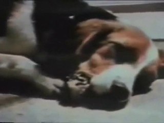 Eternal Treblinka, man’s relationship to animals