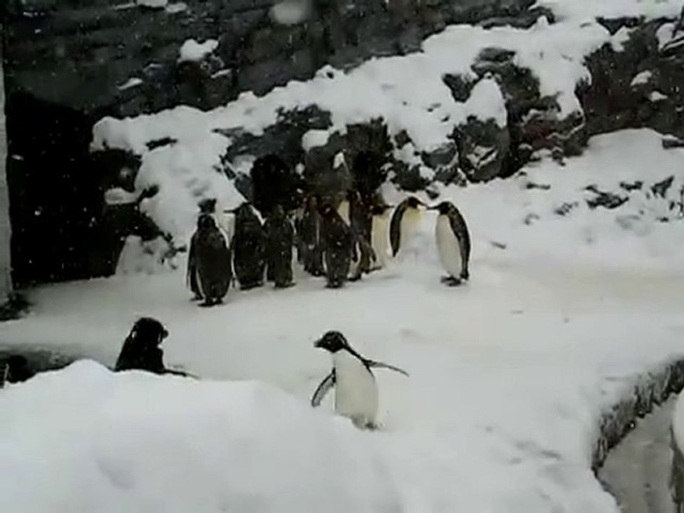 Le pinguin le plus heureux du monde [Funny Buzz]
