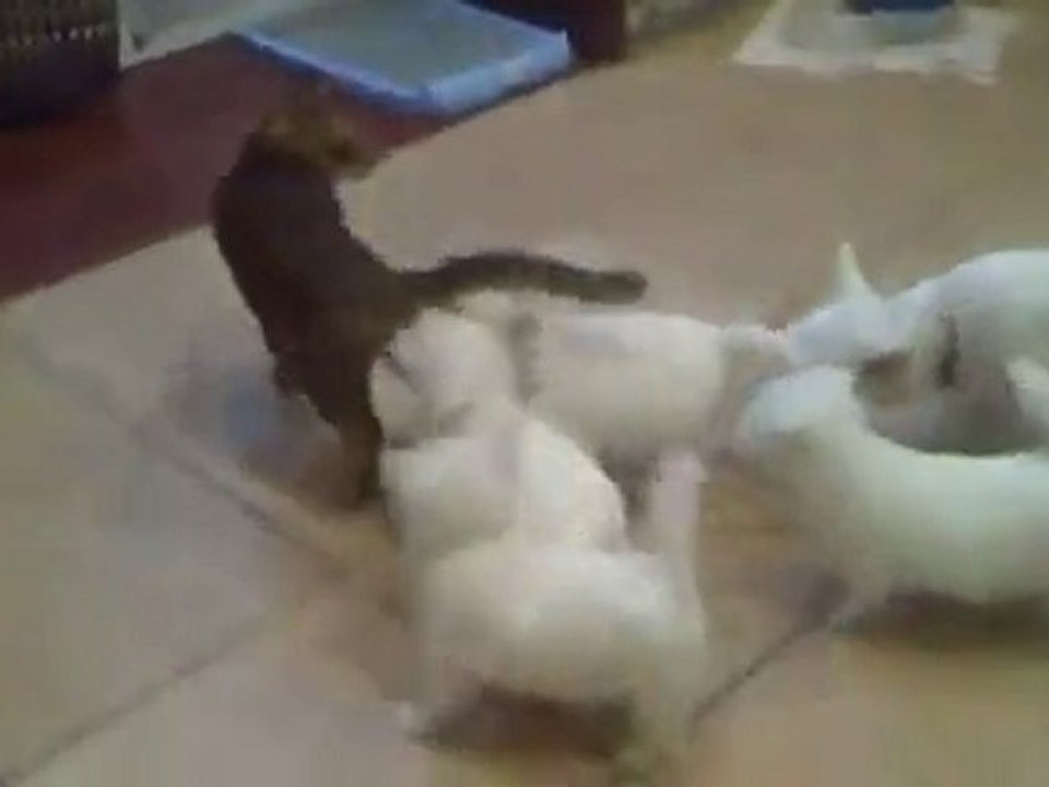 Bagarre bébé chiens contre bébé chat [Buzz Cute]